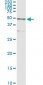 CTSD / Cathepsin D Antibody (clone 3F12-1B9)