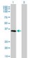 ELAVL4 / HuD Antibody (clone 6B9)