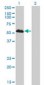 FOXA1 Antibody (clone 2D7)