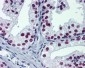 FOXA1 Antibody (clone 1B1)