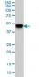 PIP4K2A / PIPK Antibody (clone 3A3)