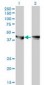 MAPK3 / ERK1 Antibody (clone 3C9)