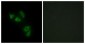 MUC13 Antibody (aa421-470)