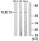 MUC13 Antibody (aa421-470)