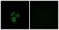 ACKR1 Antibody (aa1-50)