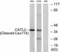 CTSV / Cathepsin V Antibody (aa95-144)