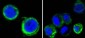 AXL Antibody (clone 7E10)