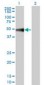 MAPK9 / JNK2 / SAPK Antibody (clone 1C1-3A8)