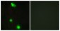 SRSF3 / SRP20 Antibody (aa111-160)