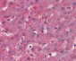 APOB / Apolipoprotein B Antibody