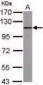 TLR9 Antibody