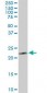 PGRMC2 Antibody (clone 3C11)