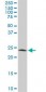 PGRMC2 Antibody (clone 3C11)