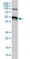 STK38 Antibody (clone 6F1)
