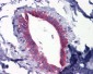 MAPK1 / ERK2 Antibody