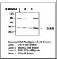 MAPK1 / ERK2 Antibody