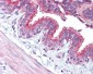CCNE1 / Cyclin E1 Antibody (aa91-140)