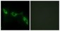 LGALS9 / Galectin 9 Antibody (aa51-100)