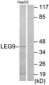 LGALS9 / Galectin 9 Antibody (aa51-100)