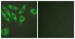 RPS6 / S6 Antibody (aa191-240)