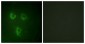 TMEPAI / PMEPA1 Antibody (aa101-150)