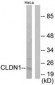 CLDN1 / Claudin 1 Antibody (aa162-211)
