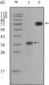 RET Antibody (aa896-1063, clone 8D10C9)