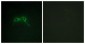 Neurofibromin / NF1 Antibody (aa1551-1600)