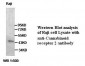 CNR2 / CB2 Antibody