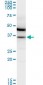 MDH / MDH2 Antibody (clone 1G12)