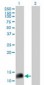 Neuropeptide Y / NPY Antibody (clone 2C10)