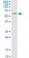 MAPK8 / JNK1 / JNK Antibody (clone 2F3)