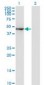 MAPK8 / JNK1 / JNK Antibody (clone 2F3)