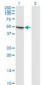 MAPK8 / JNK1 / JNK Antibody (clone 3H2)