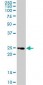 TNFRSF18 / GITR Antibody (clone 2H4)