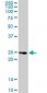 TNFRSF18 / GITR Antibody (clone 2H4)