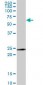 TNFRSF18 / GITR Antibody (clone 2H4)