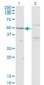 MAPK8 / JNK1 / JNK Antibody (clone 3B12)