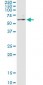 MAPK8 / JNK1 / JNK Antibody (clone 4H6)