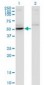 MAPK8 / JNK1 / JNK Antibody (clone 4H6)