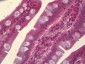 MAPK8 / JNK1 / JNK Antibody (clone 4H5)