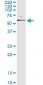 MAPK8 / JNK1 / JNK Antibody (clone 4H5)