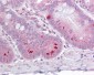 SETD7 / SET7 Antibody (aa131-145)