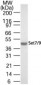 SETD7 / SET7 Antibody (aa131-145)