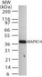 MAPK14 / p38 Antibody