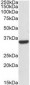 CNN2 Antibody