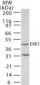 MAPK3 / ERK1 Antibody (aa350-400)