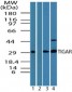 TIGAR Antibody (aa140-190)
