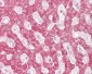 RELA / NFKB p65 Antibody