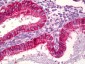 BAX Antibody (aa1-50)